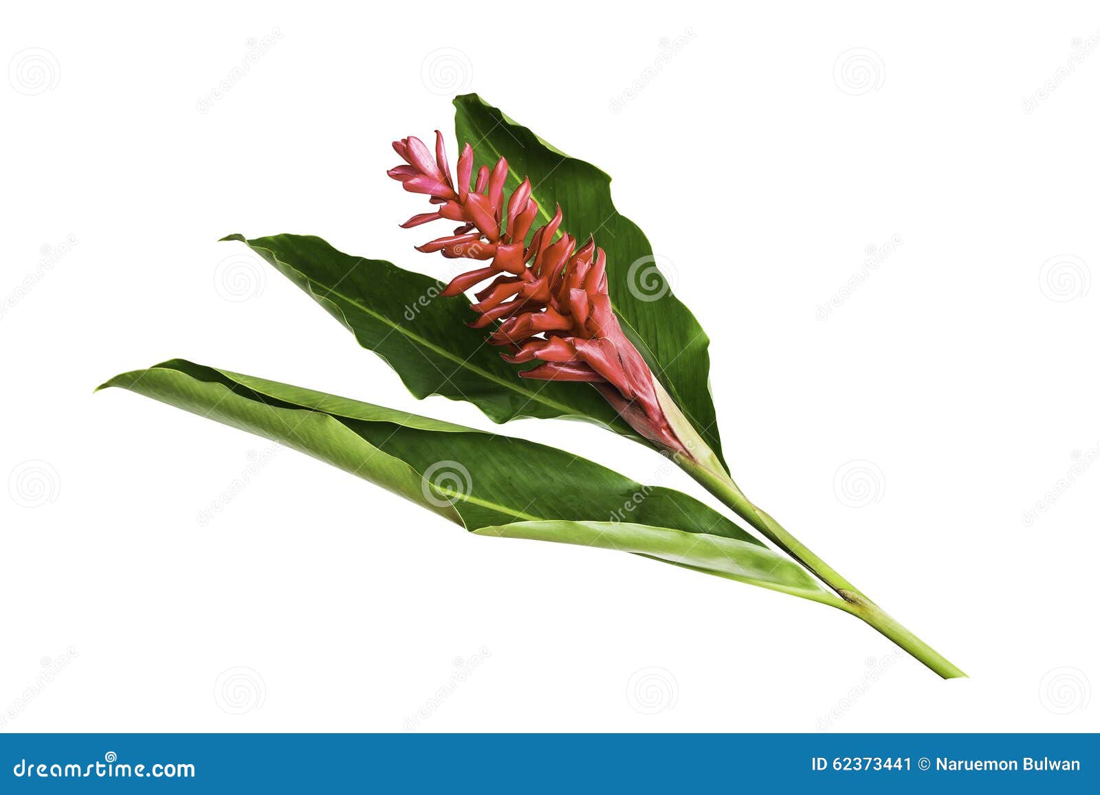 Galanga Flower with Leaf Isolated Stock Image - Image of plant, leaf: