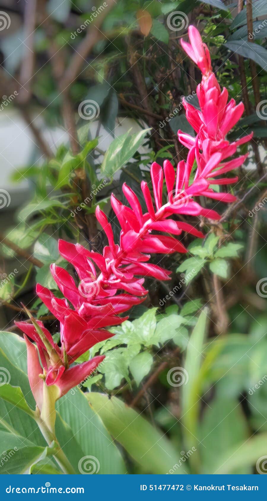 Red Galanga stock photo. Image flower, galanga, plant -
