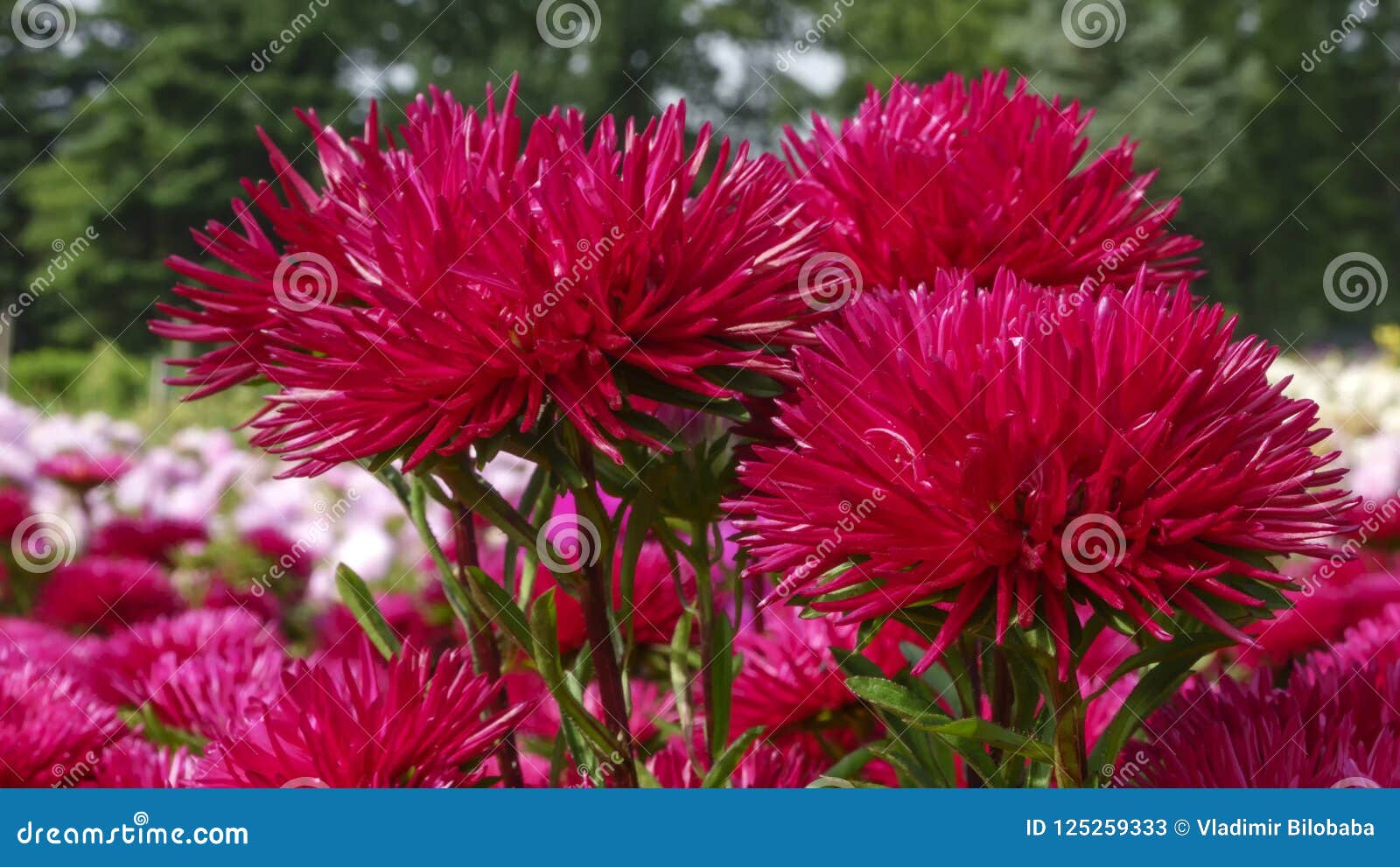 Red Garden Asters Stock Image Image Of Backgrounds 125259333