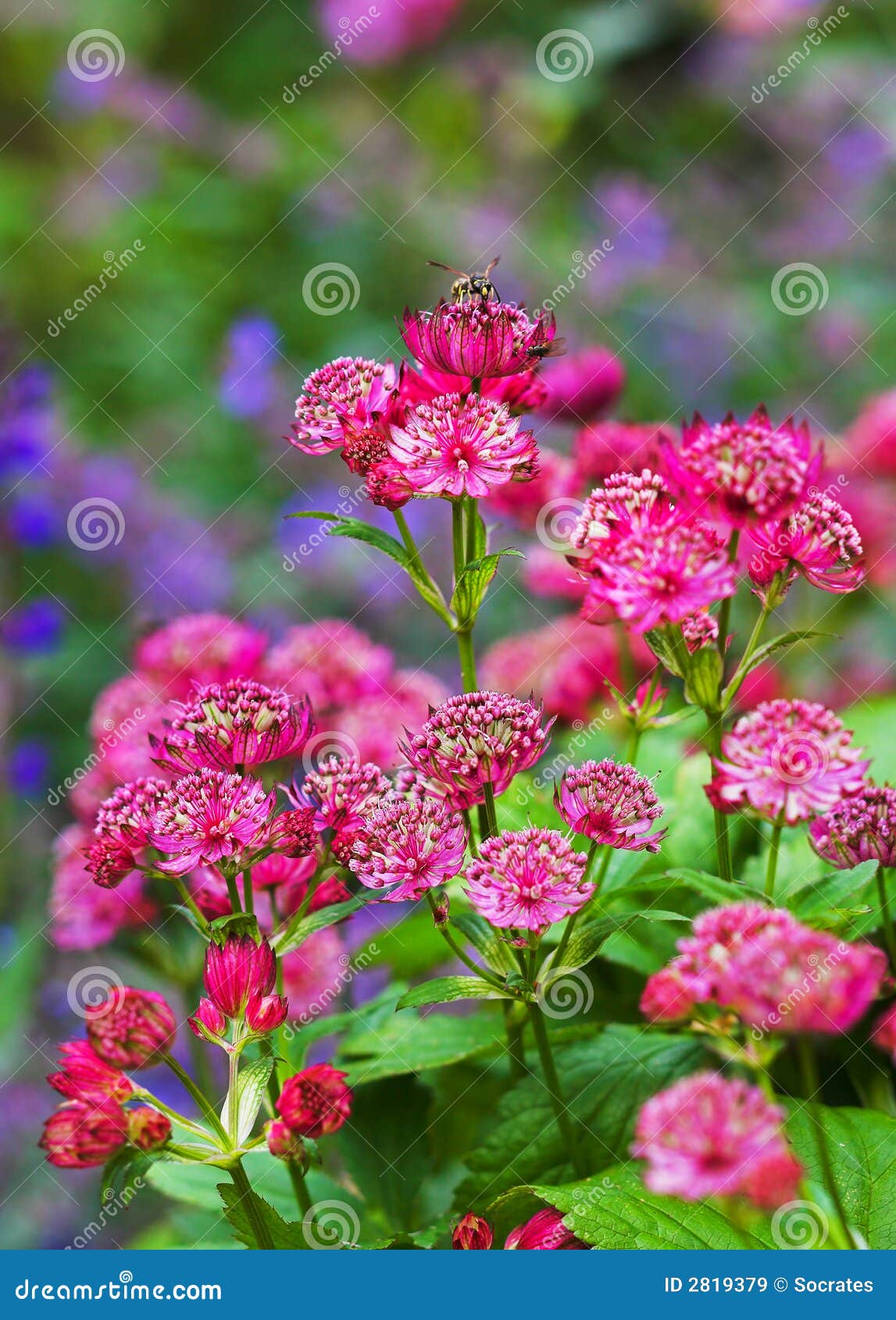 Red garden flower stock image. Image of flower, color 2819379