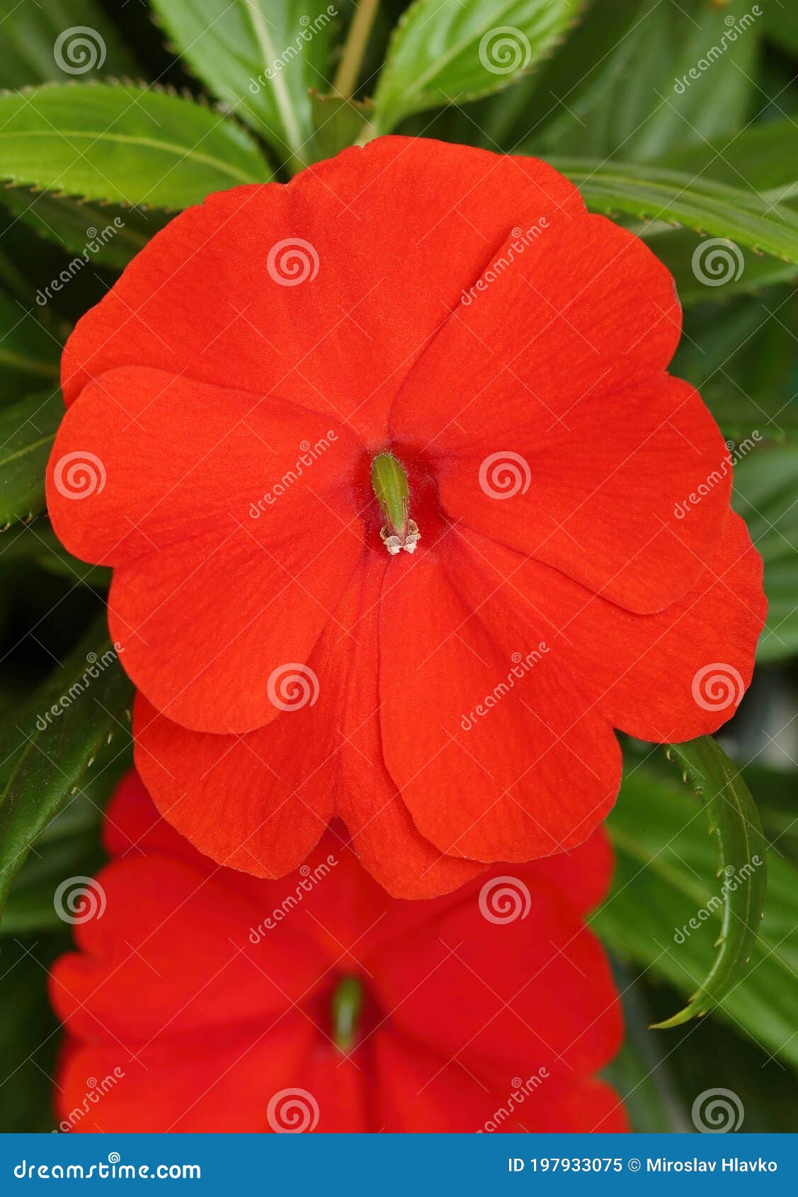 Red Garden Flower Impatiens Walleriana Stock Image - Image of herb, tender:  197933075