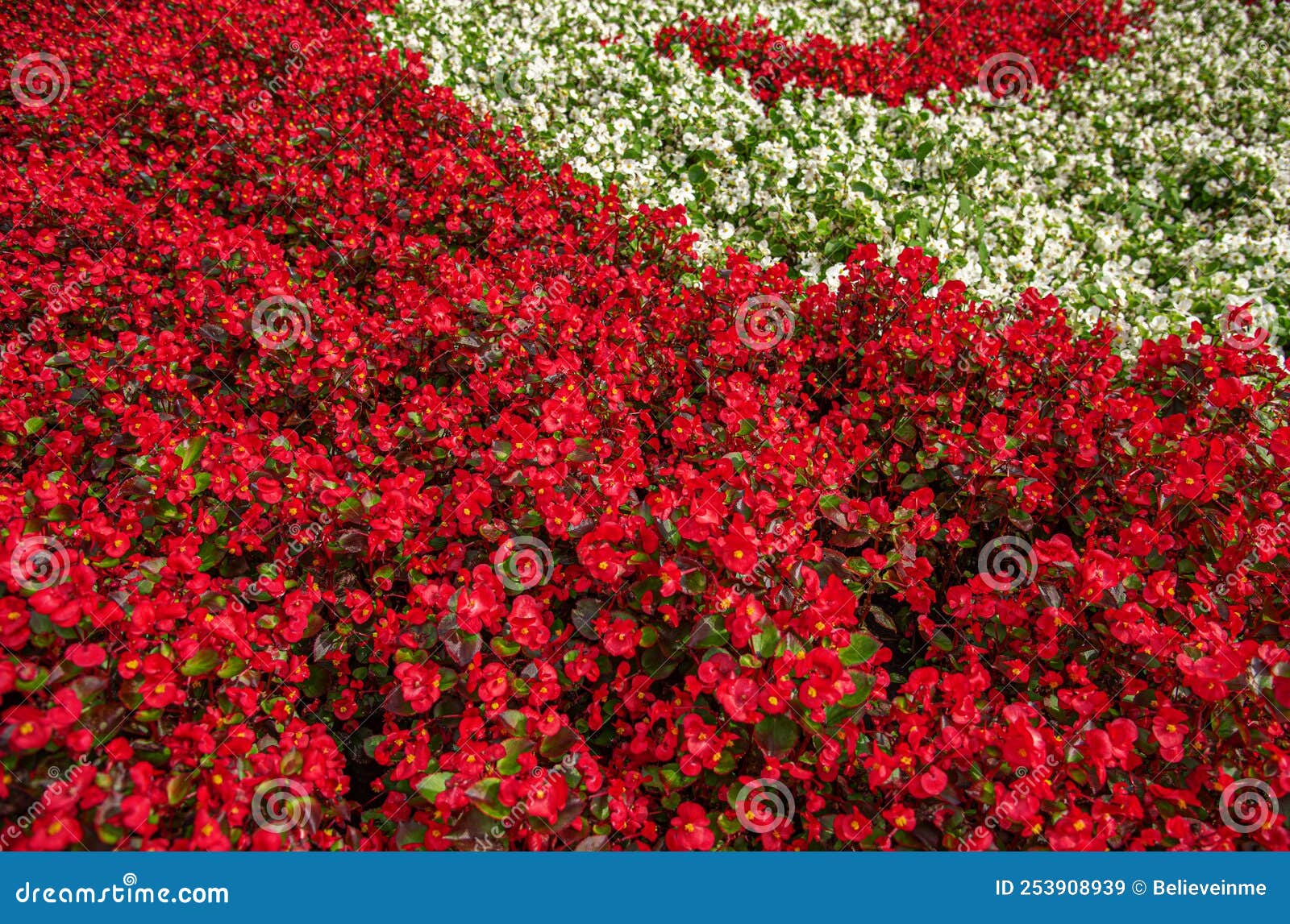 Red garden flowers. stock image. Image of beautiful 253908939