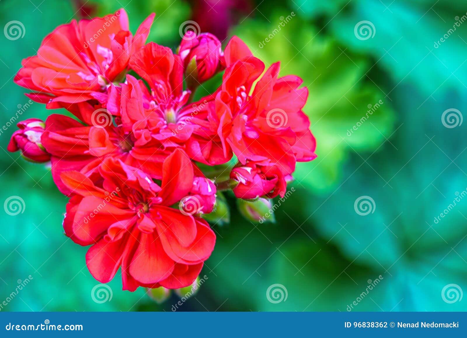 Red Garden Geranium Flowers Stock Photo Image of growth, ornamental