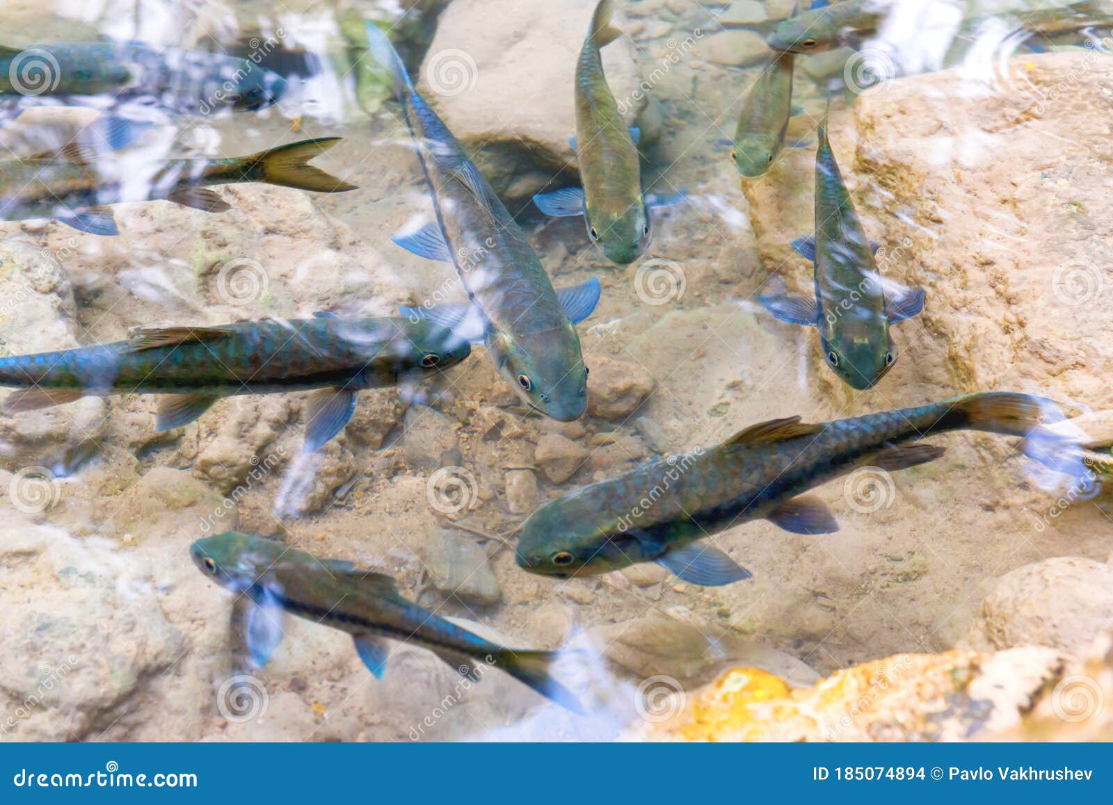 red garra fishes in river water