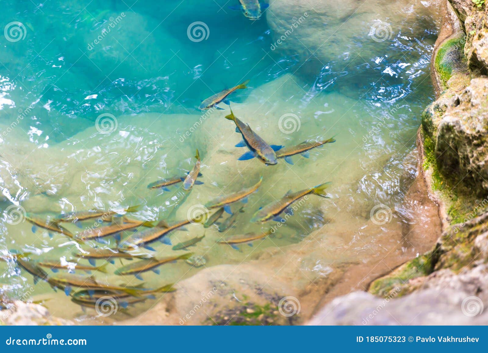 Red Garra Fishes in River Water Stock Image - Image of jungle, doctor: 185075323 Red Garra Fishes in River Water Stock Image - Image of jungle, doctor: 185075323