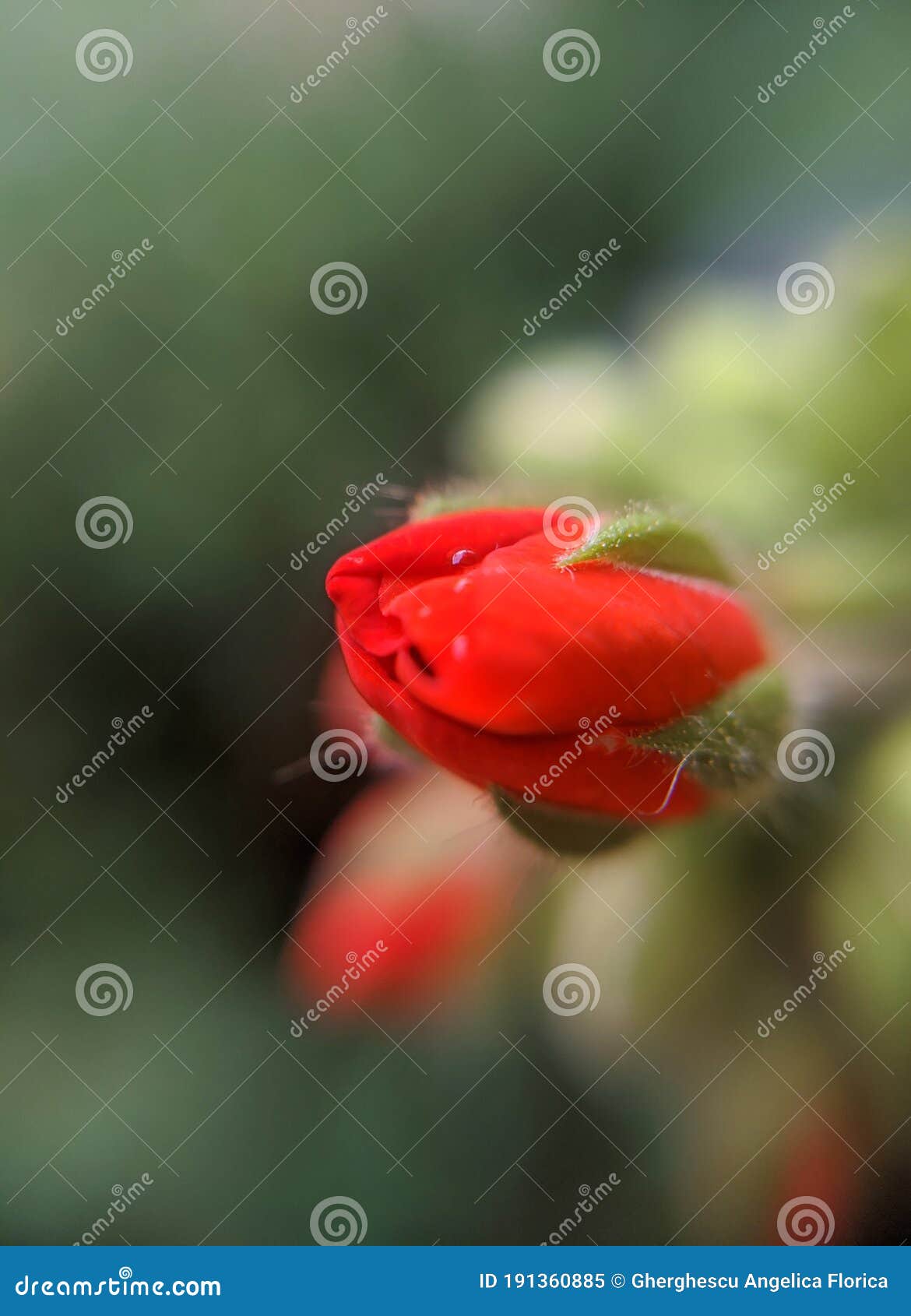 buds of red geranium. macro photograpy