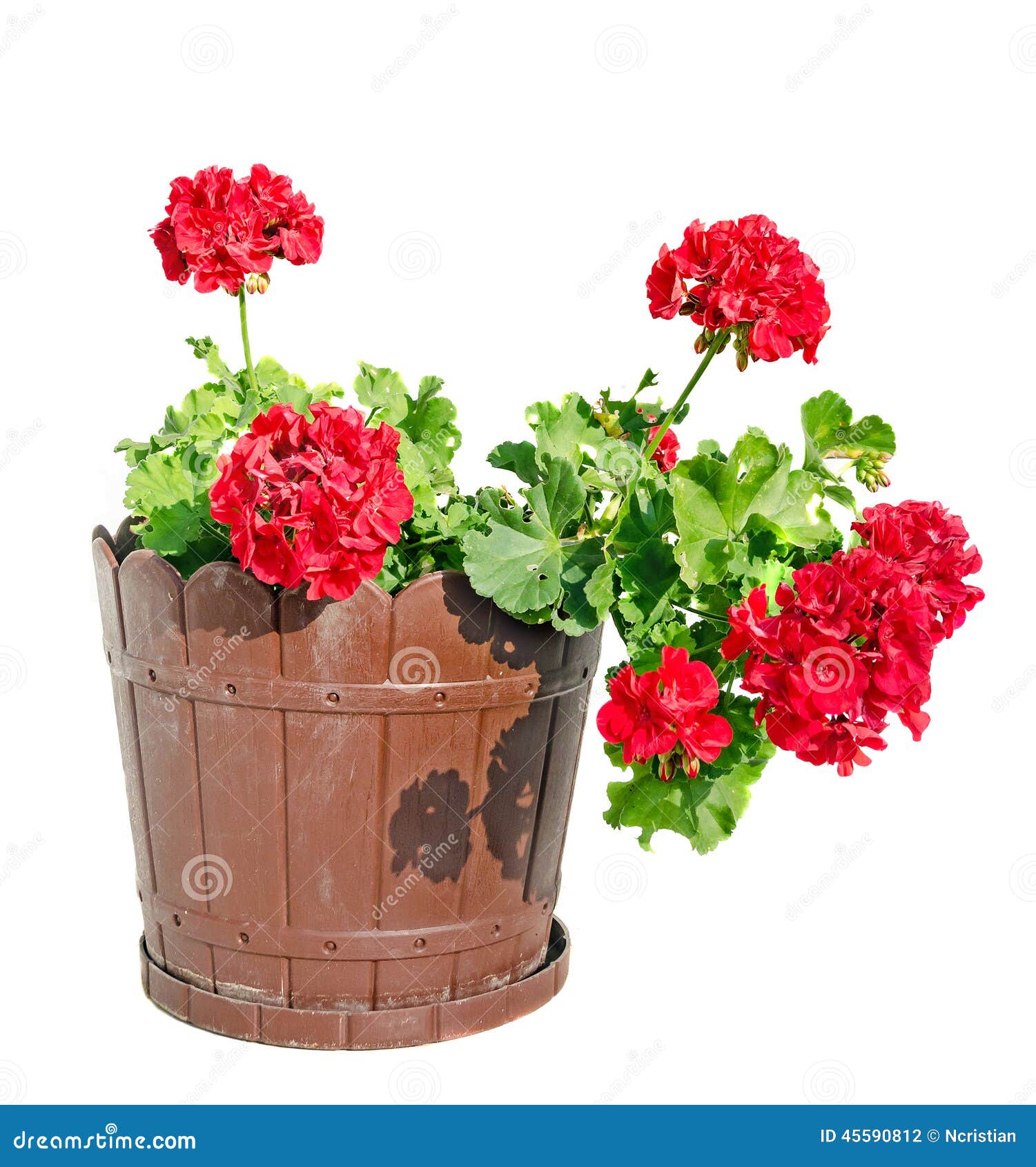 Red Geranium Flower in a Brown Flower Pot, Close Up White Background