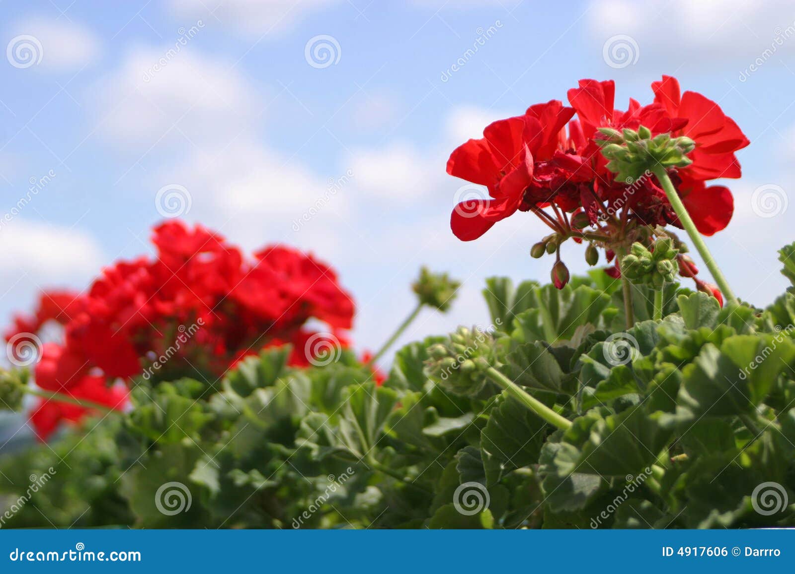 Red Geranium Flowers Blooming Stock Photo Image of planting, geranium 4917606