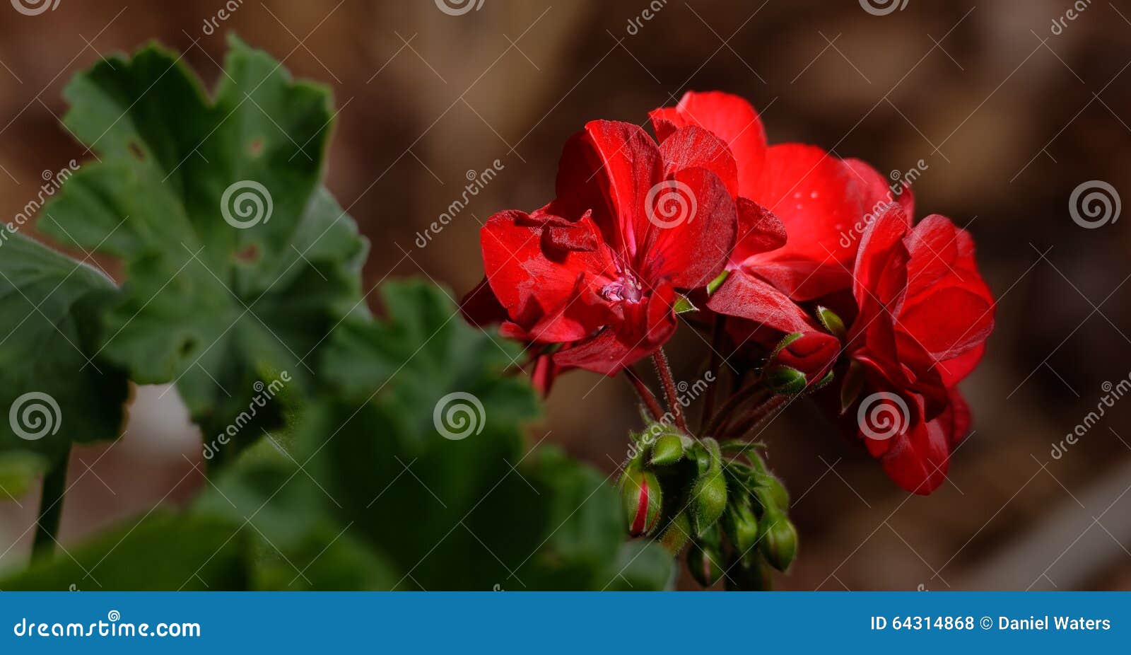Red geranium stock photo. Image of plant, wilting, geranium 64314868