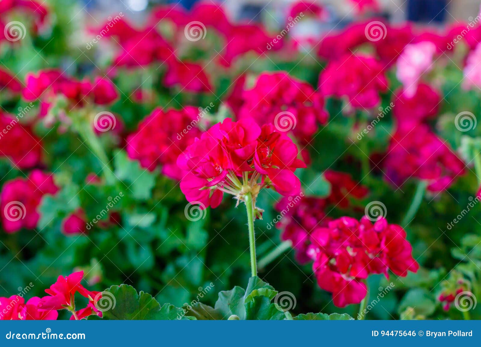 Red Geraniums stock photo. Image of summer, botany, geranium 94475646