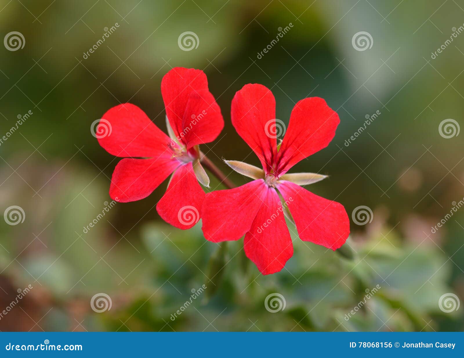red geraniums