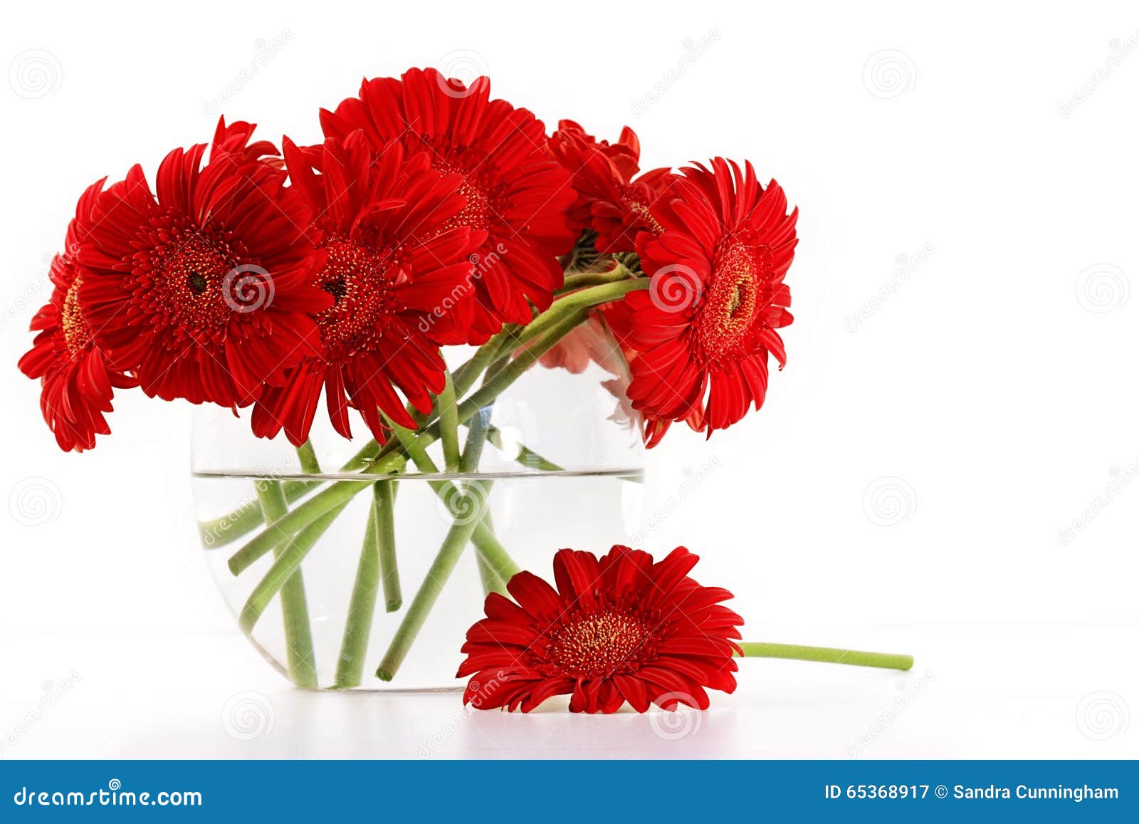 Red gerber daisies in vase stock image. Image of bright 65368917