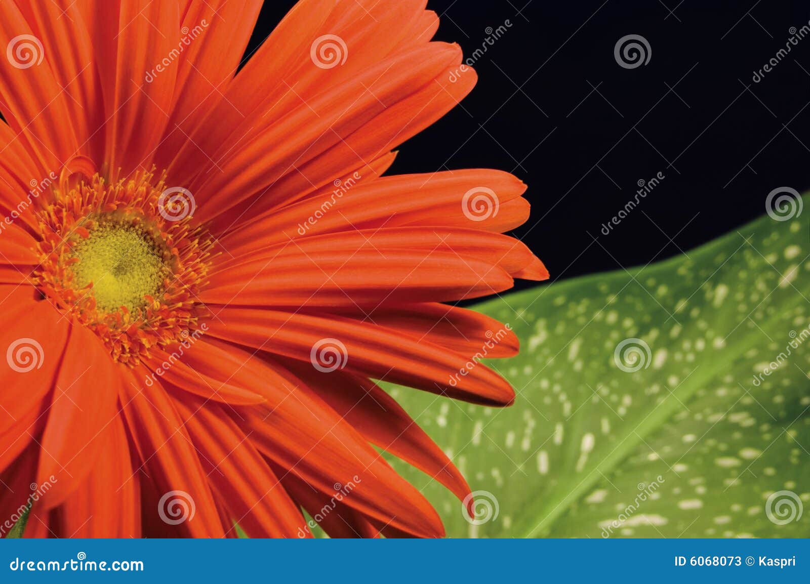 Red Gerber Daisy and Leaf Left Hand Stock Image Image of family
