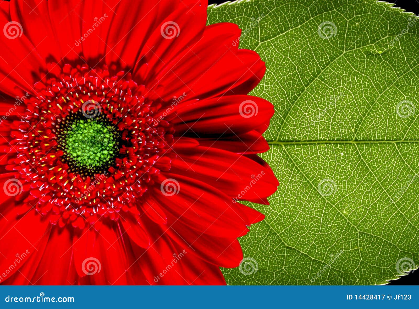 Red Gerbera daisy and leaf stock image. Image of sunflower 14428417