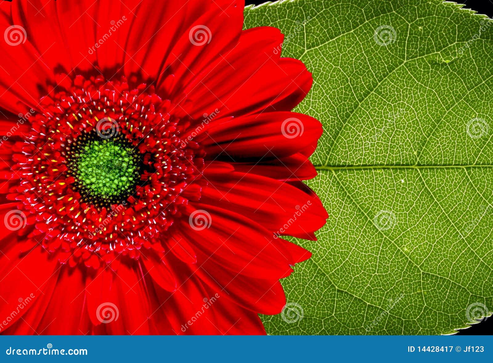 red gerbera daisy and leaf