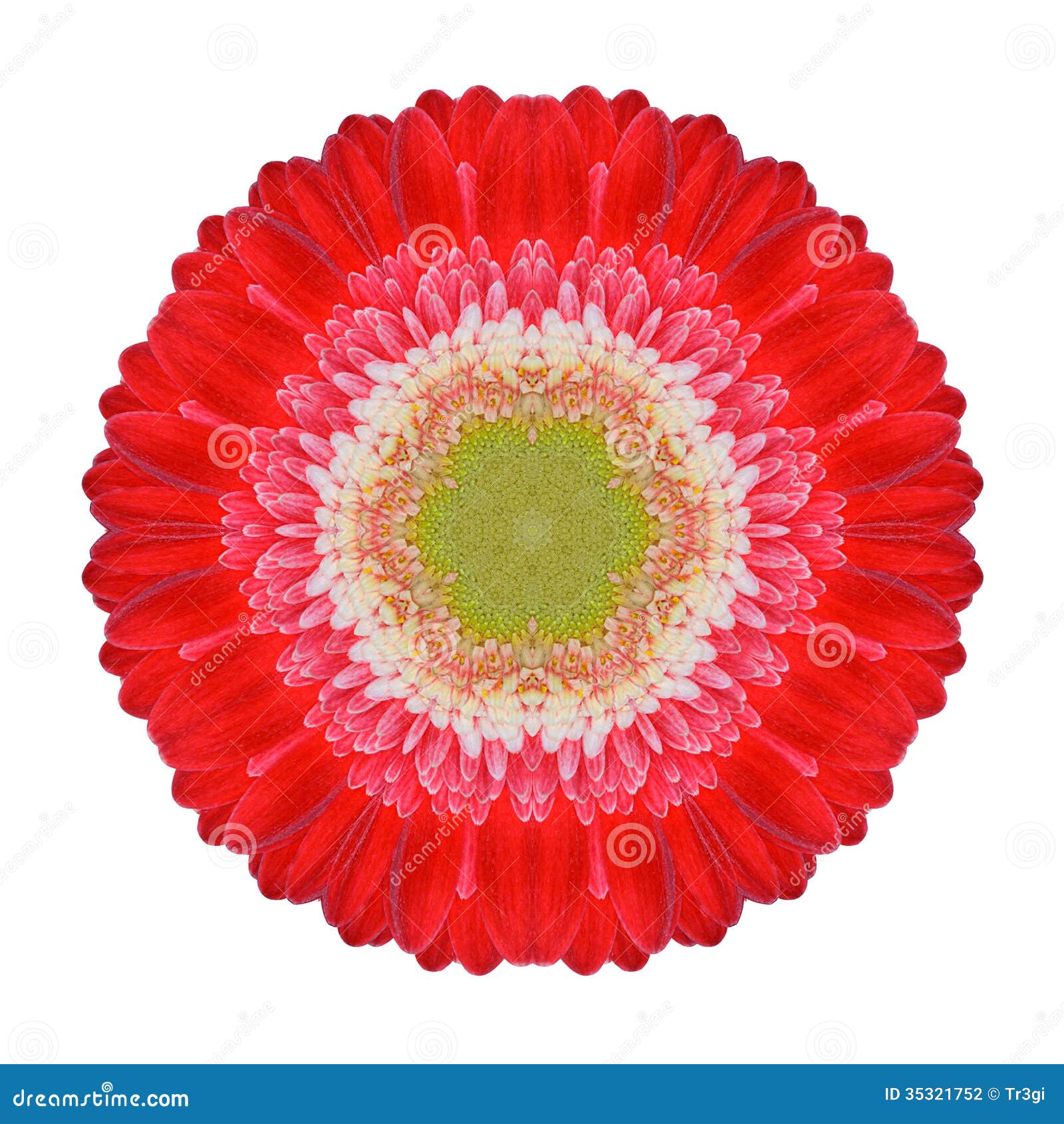 Red Gerbera Mandala Flower Kaleidoscopic Isolated on White Stock Photo