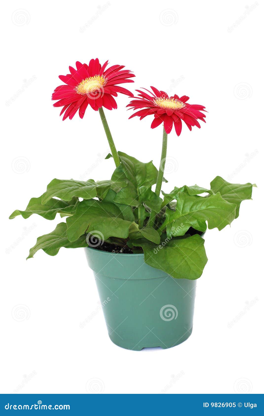 Red gerbera in a pot stock image. Image of growing, botanical - 9826905