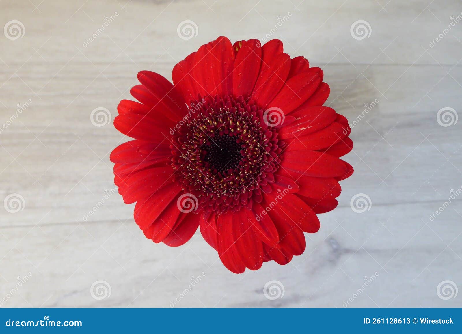 red gerbera vuelta flower on a white wooden surface