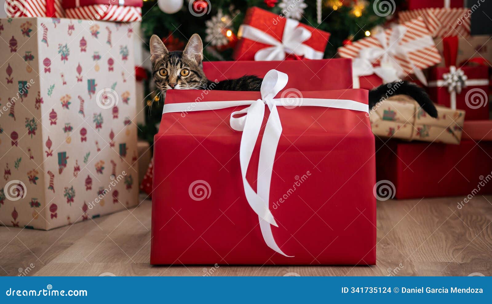 a red gift box conceals a playful kitten, and as it peeks inside