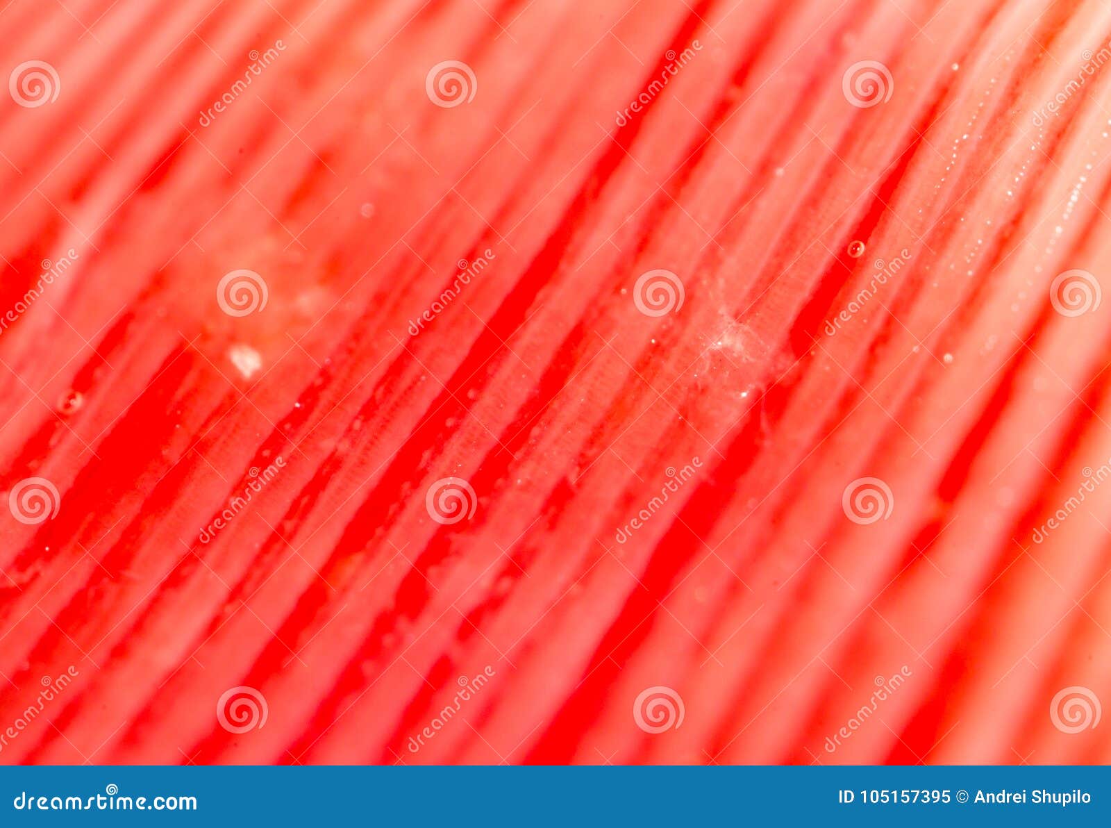 Red Gills of Fish As Background. Macro Stock Image Image of nature, animal 105157395