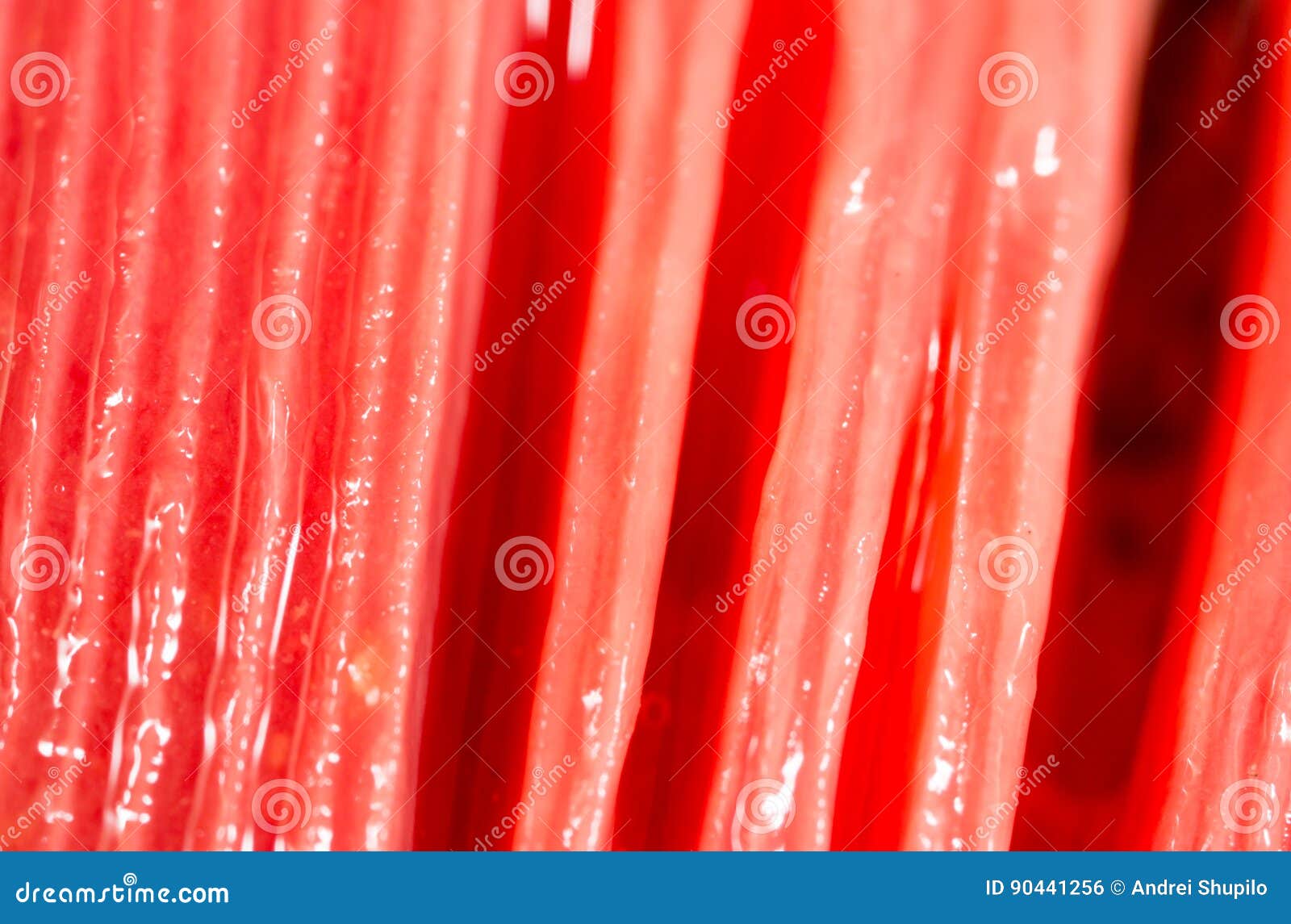 Red Gills Of Fish As Background. Stock Photo Image of head, food 90441256
