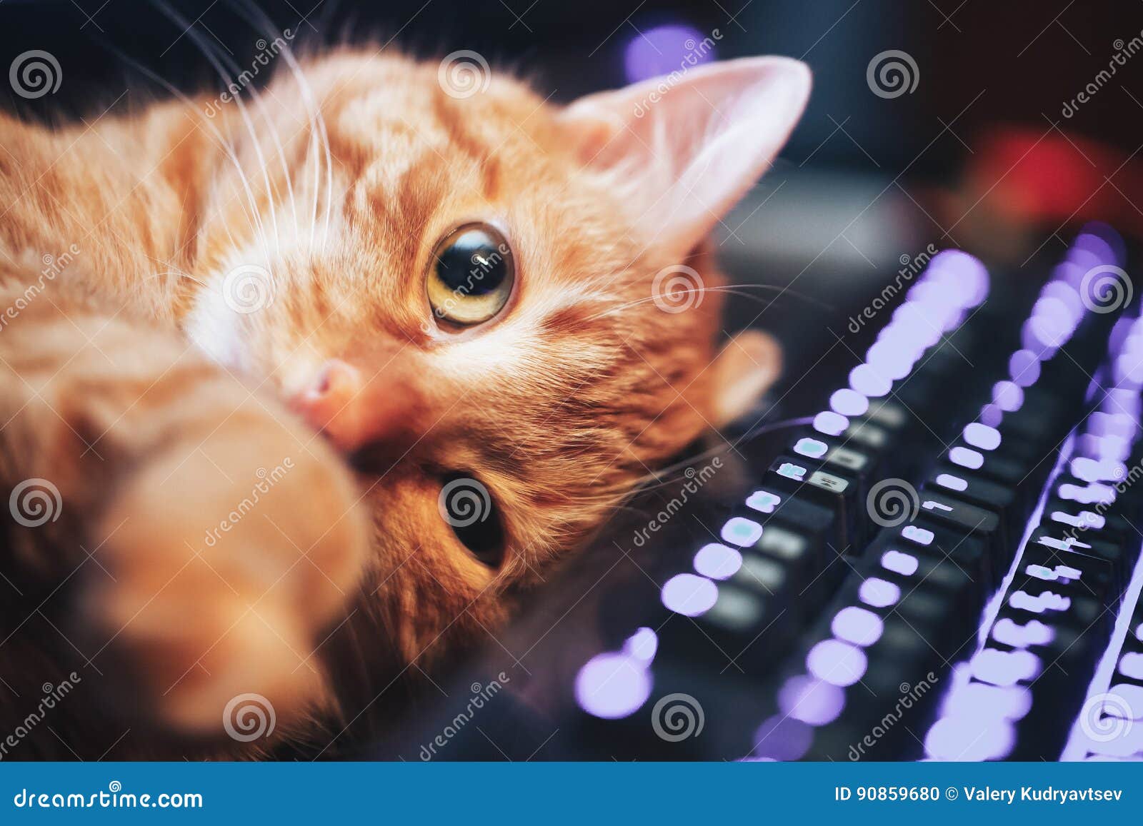 red ginger cat on computer keyboard