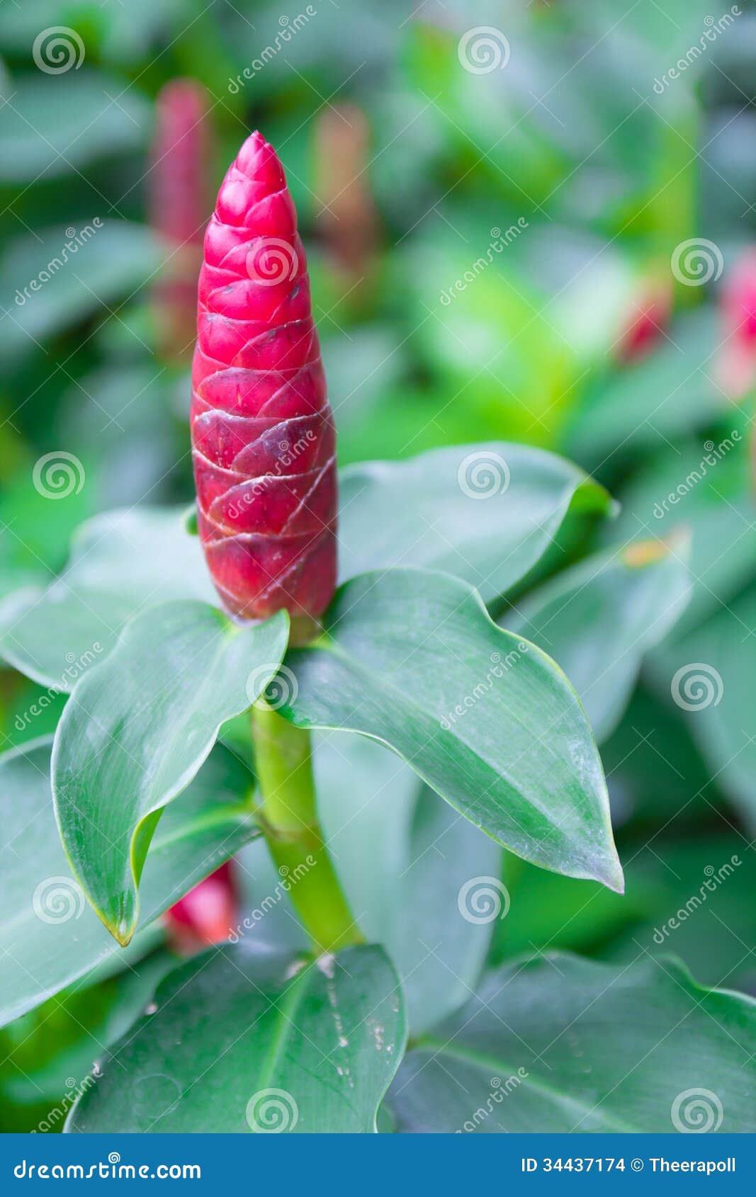 Red Ginger Stock Photo Image Of Bush Ginger Floral