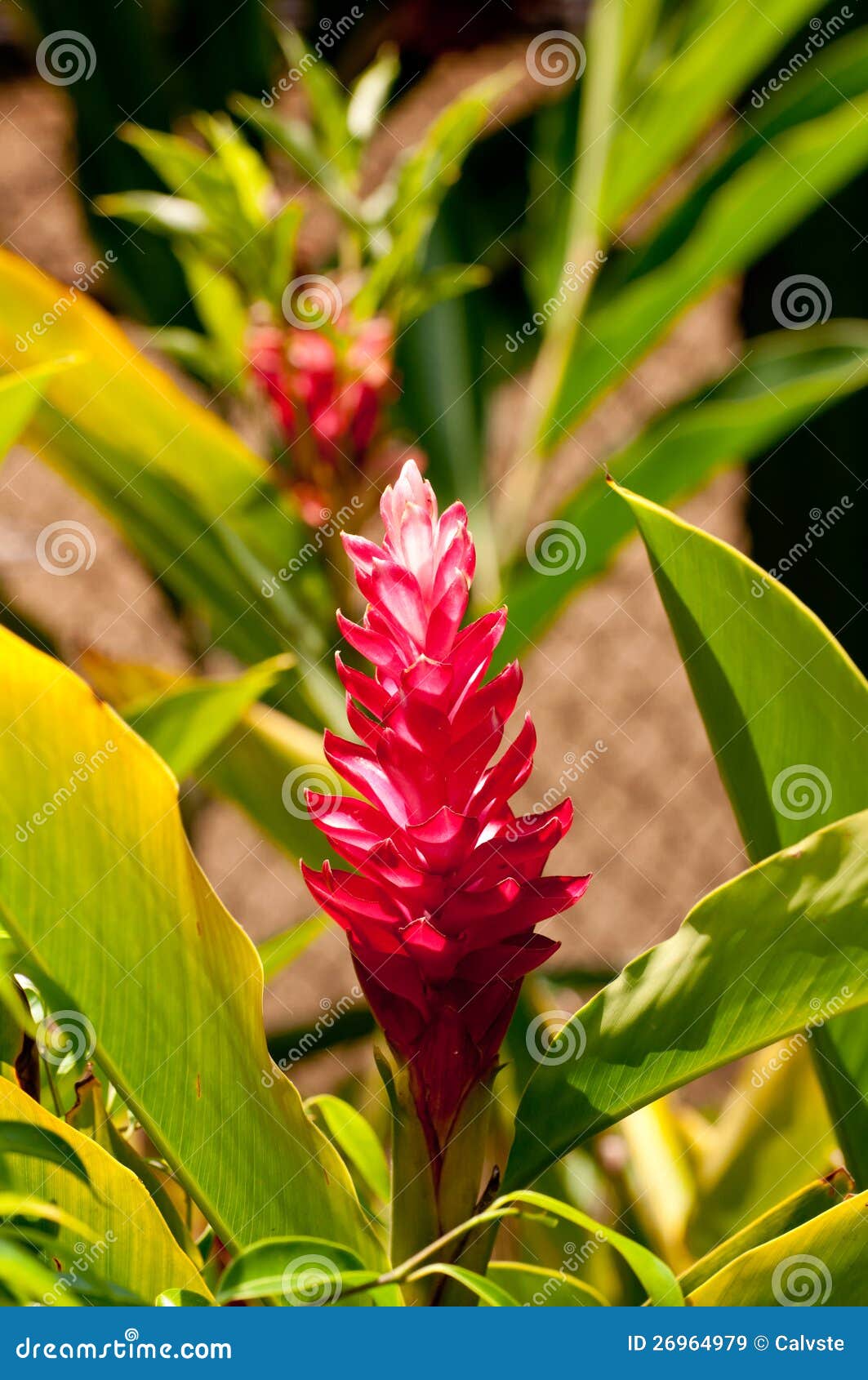 Red ginger flower stock image. Image of alpinia, botany 26964979