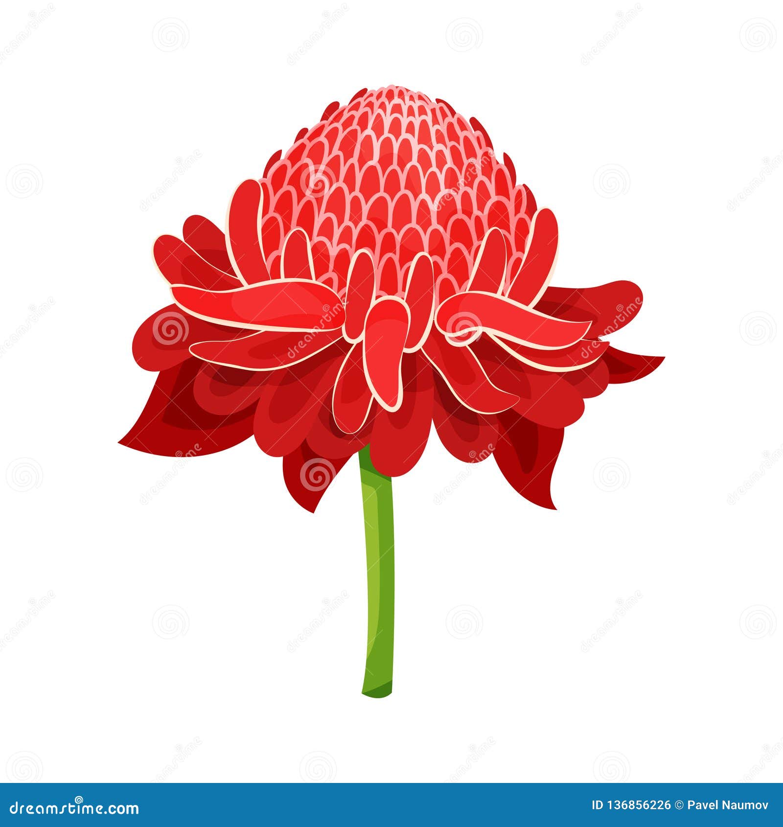 Red Ginger Flower with Green Stem. Tropical Plant. Nature Theme