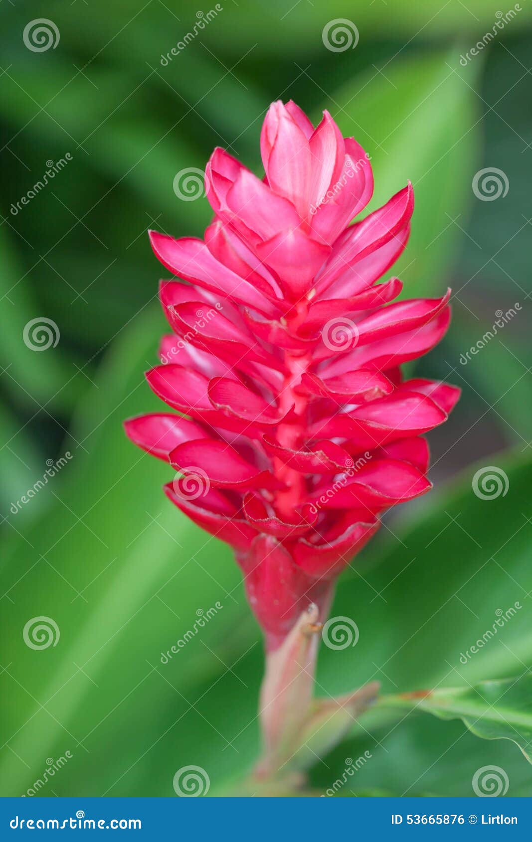 Red ginger flower stock photo. Image of cone, herb, nature 53665876