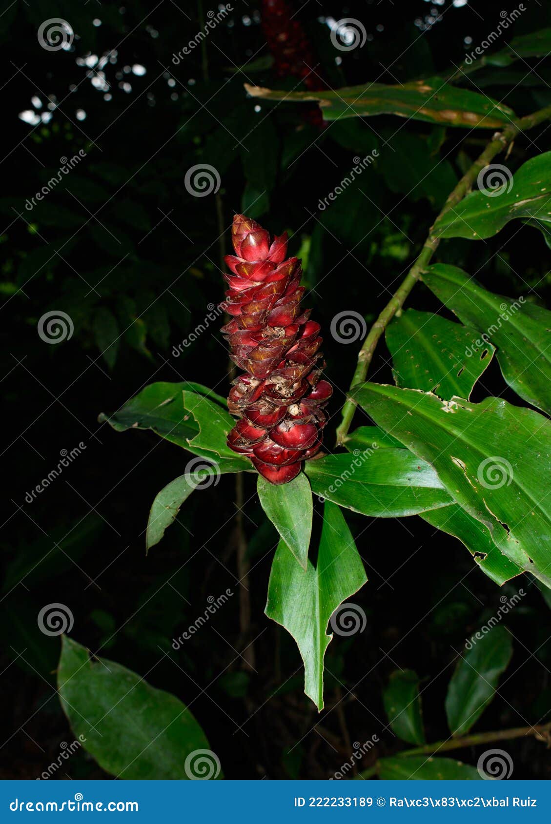 Red Ginger Flower of the Zingiberaceae Family Stock Image Image of