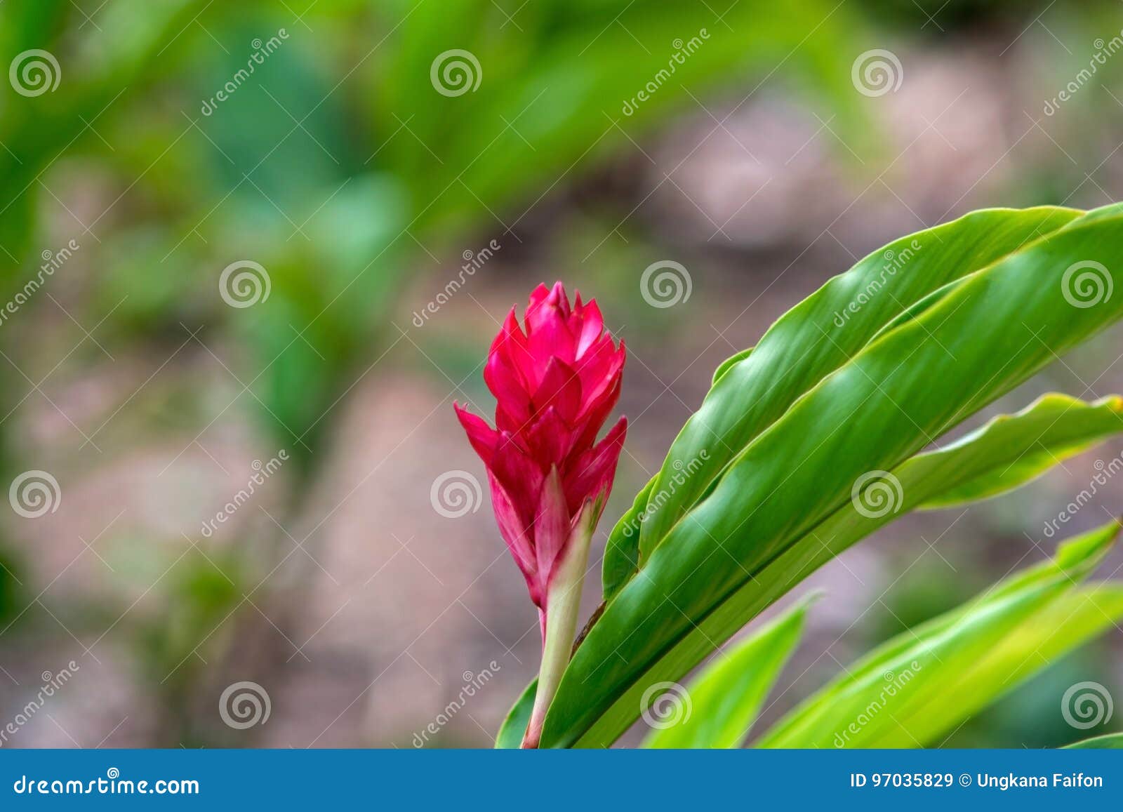 Red ginger. stock image. Image of garden, closeup, leaf 97035829