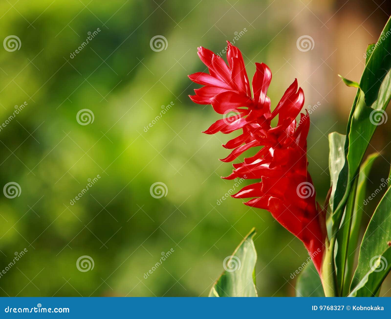 Red ginger in garden stock image. Image of tropical, colorful 9768327