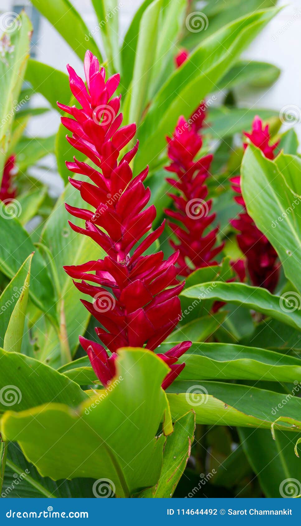 141 321 Red Ginger Photos Free Royalty Free Stock Photos From Dreamstime