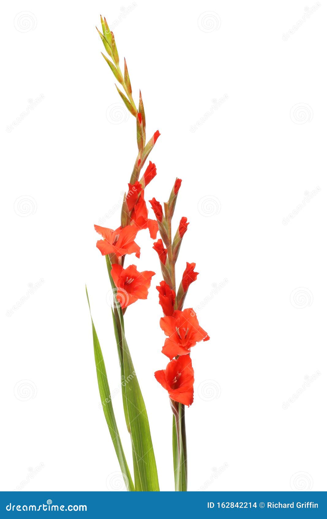red gladioli flowers