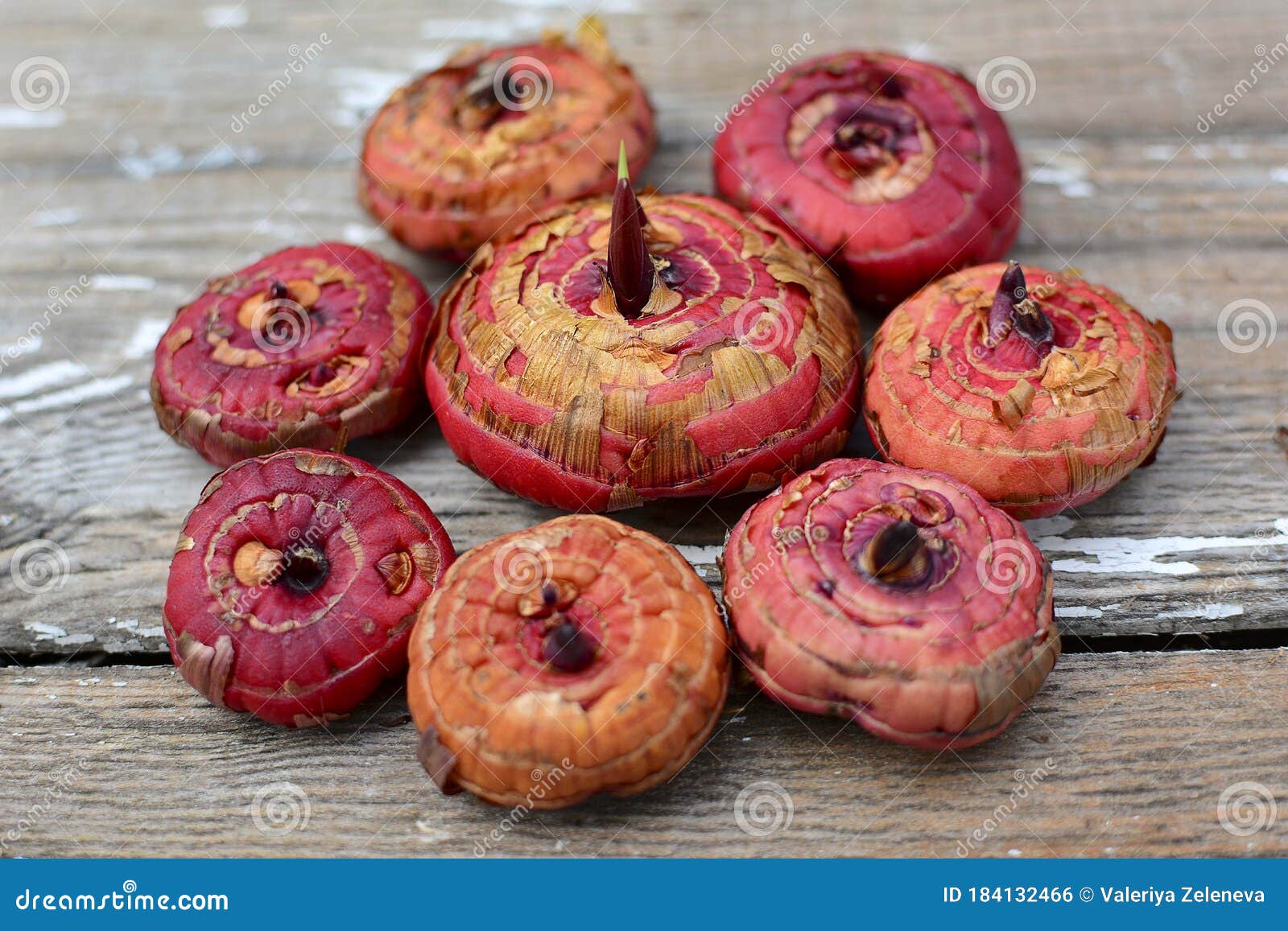 red gladiolus bulbs lie in the  of a flower on a gray sharpened table