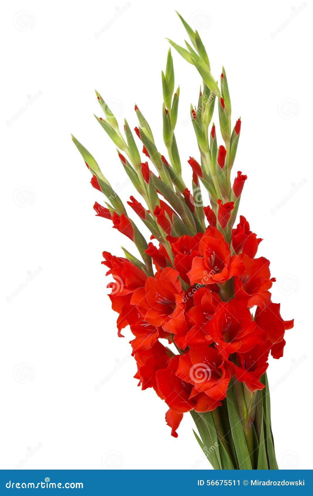 Red Gladiolus Flowers Stock Photo Image 56675511