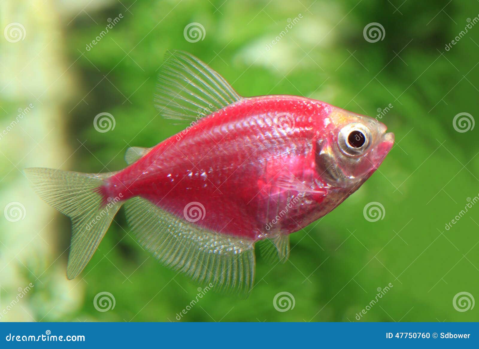 red glo fish in