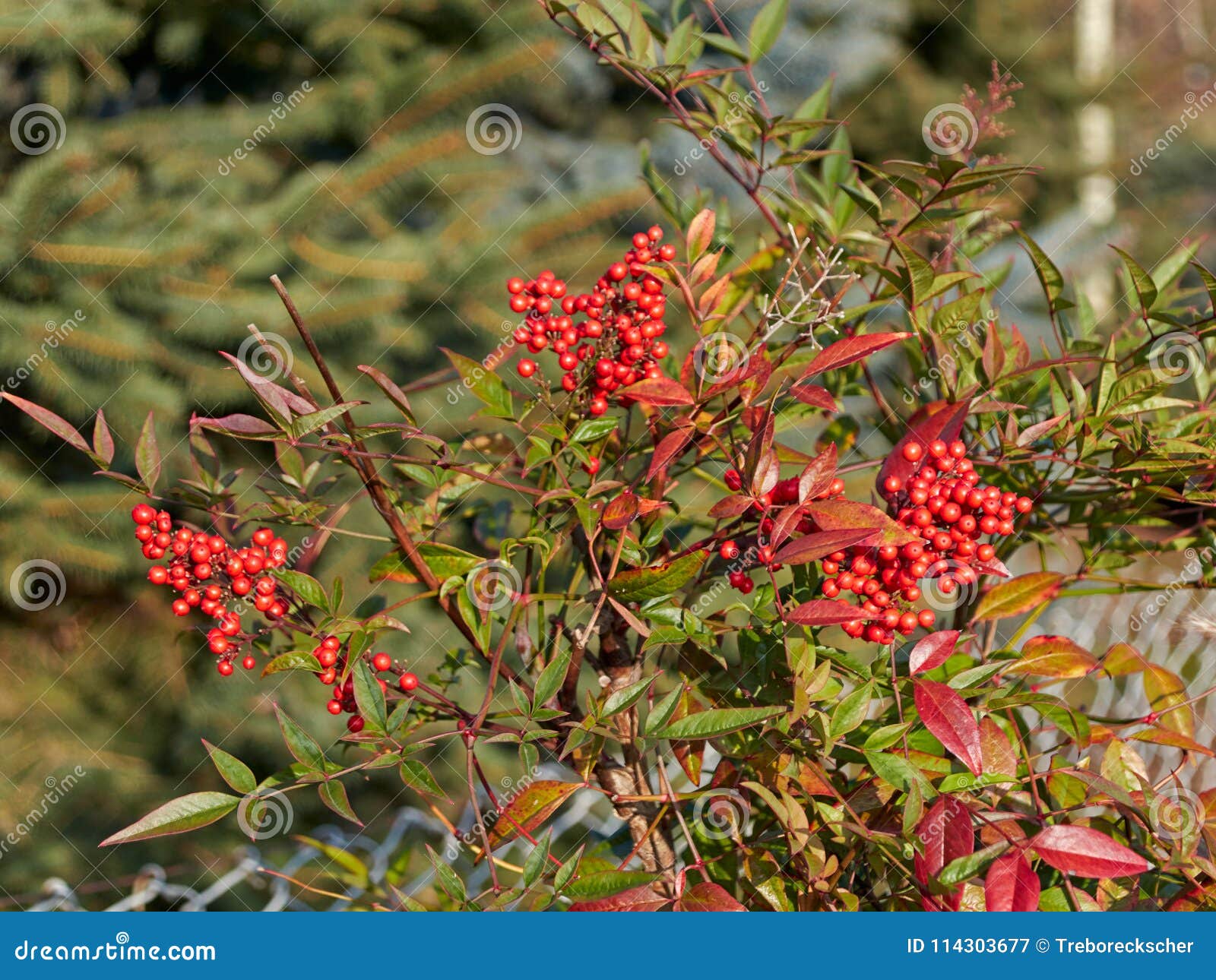 Japanese Sky Bamboo Nandine With Red Berries Stock Image Image