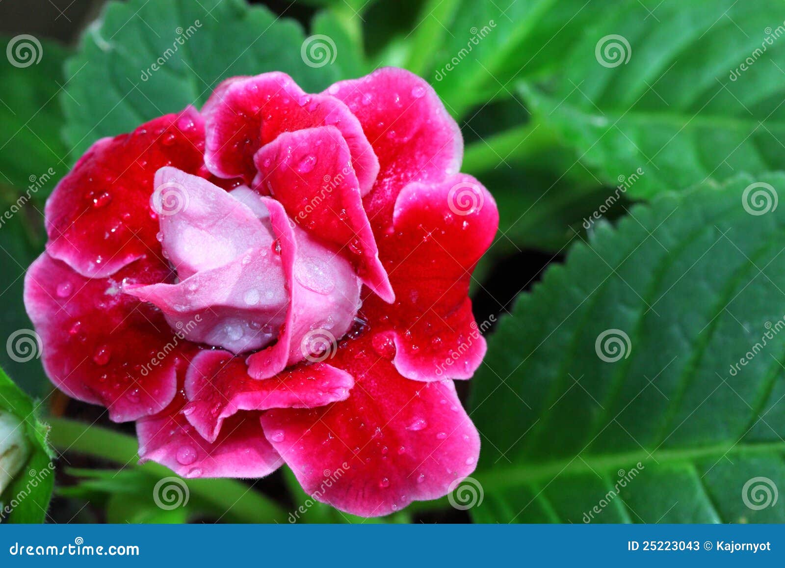 Red Gloxinia Flower in Its Leaf Background Stock Image - Image of menning,  colorful: 25223043