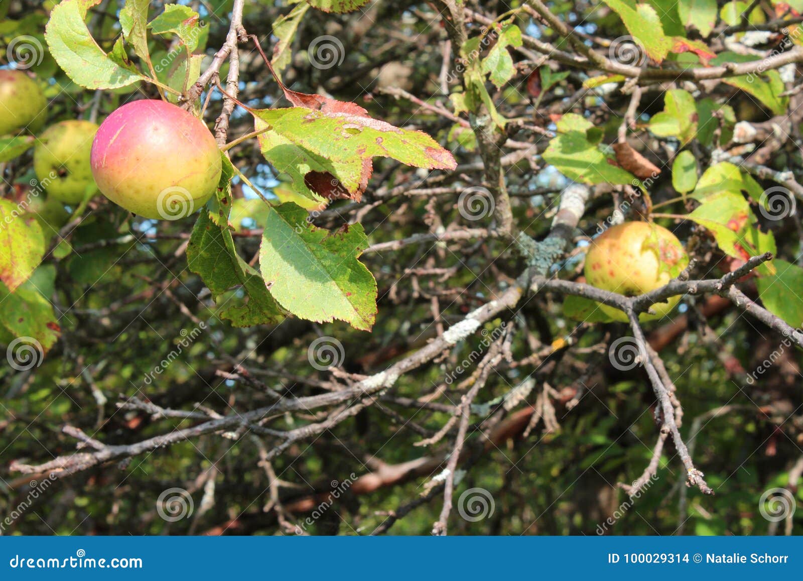 Red and Gold Apples on an Apple Tree Stock Photo Image of gold