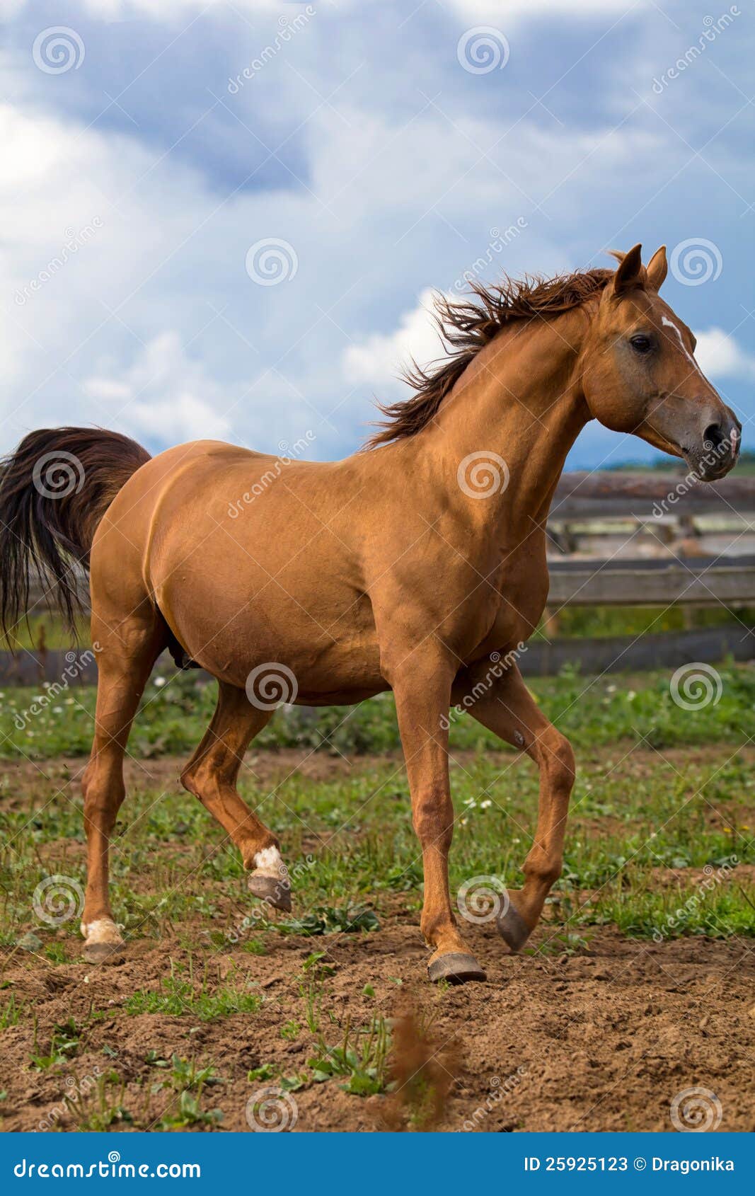 Red Gold arabian horse stock image. Image of prance, grass 25925123