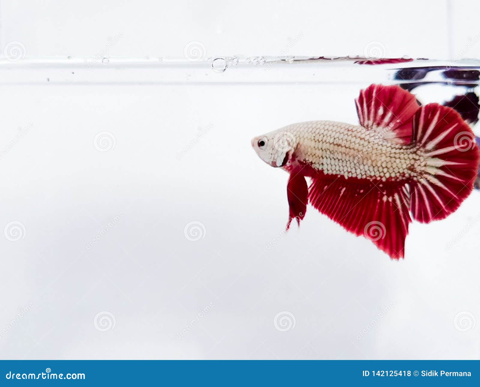 Red Golden Plakat Betta Fish with Fluffy Fins. Stock Photo - Image of  exotic, closeup: 142125418