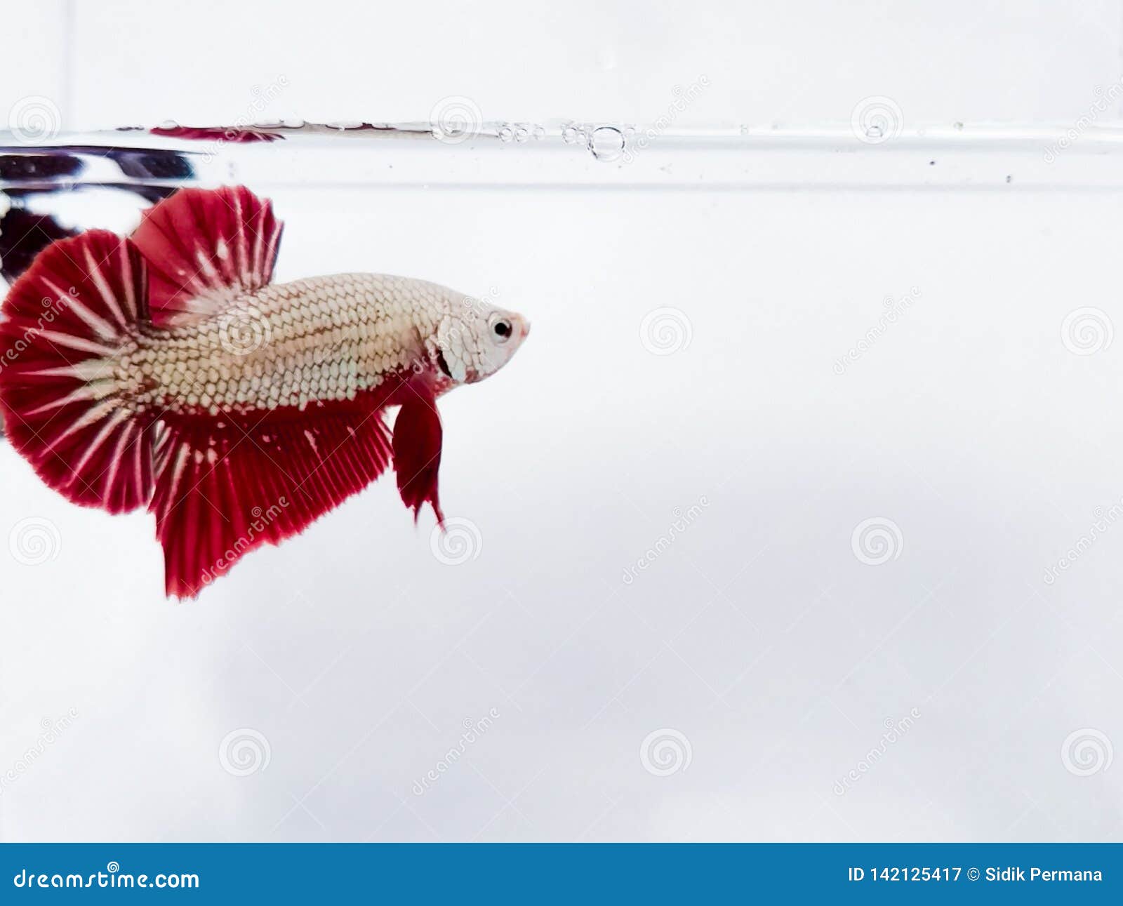 Red Golden Plakat Betta Fish with Fluffy Fins. Stock Image - Image of blue,  beauty: 142125417