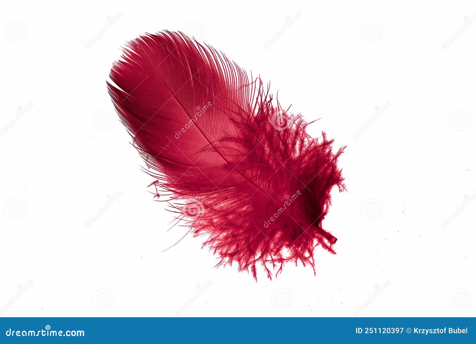 Red Goose Feather on a White Isolated Background Stock Image - Image of
