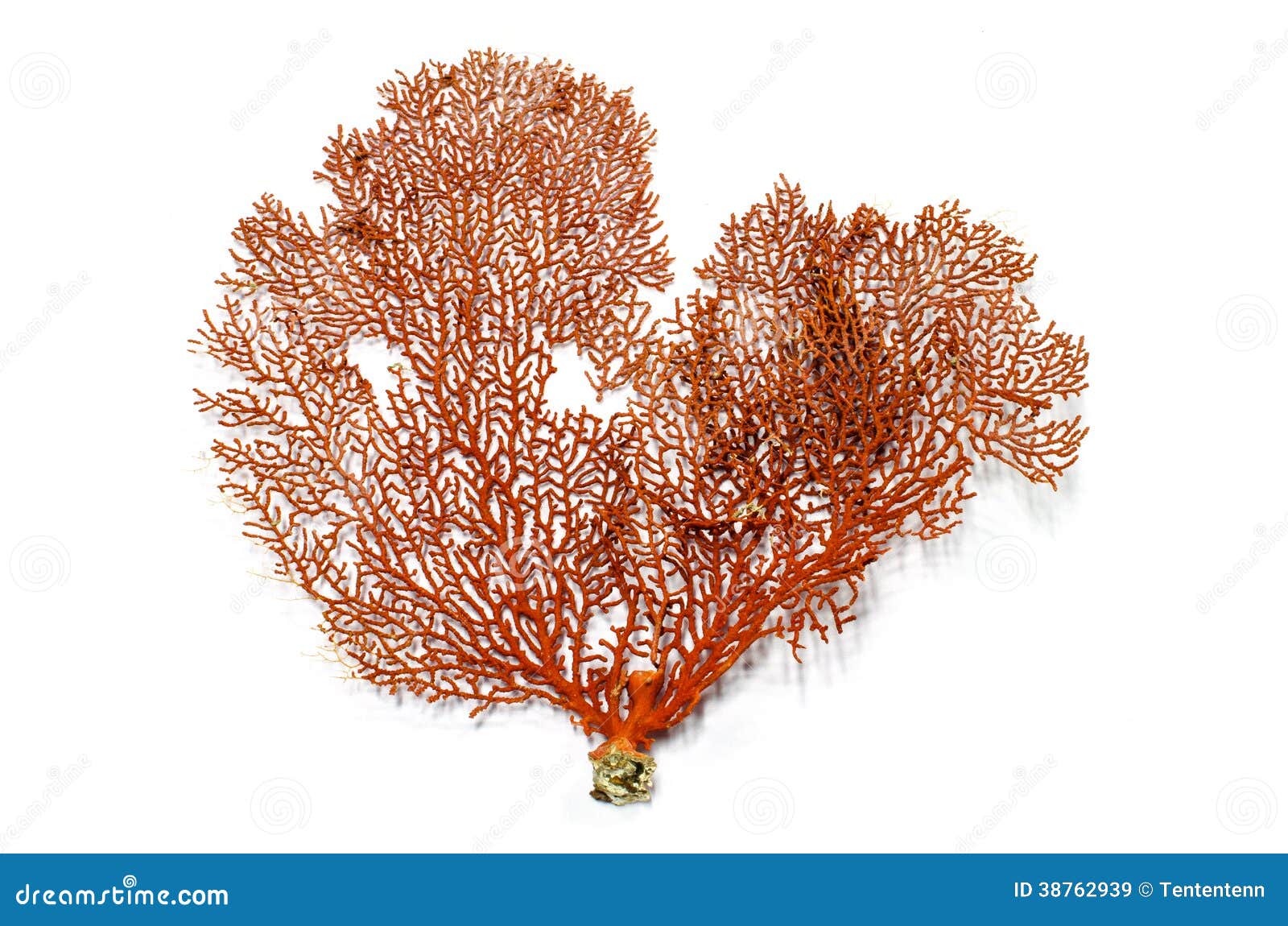 Red Gorgonian Or Red Sea Fan Coral Royalty Free Stock ...