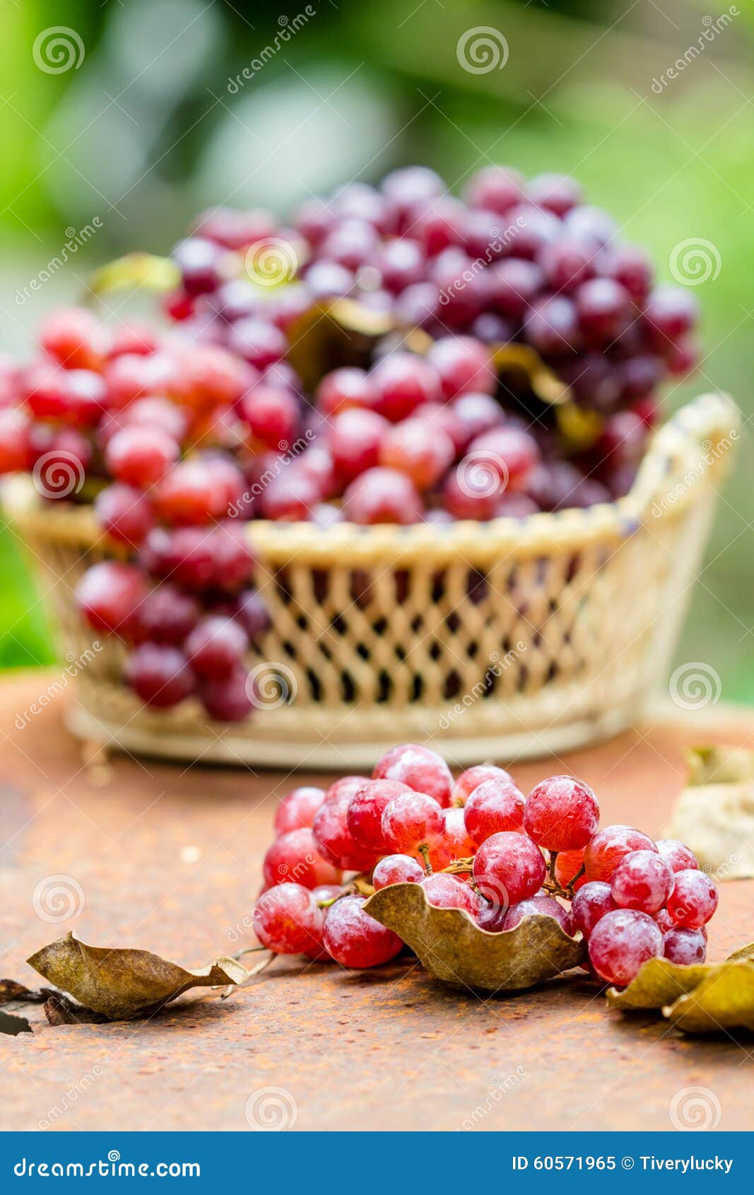Red grape fruits stock image. Image of harvest, seasonal 60571965