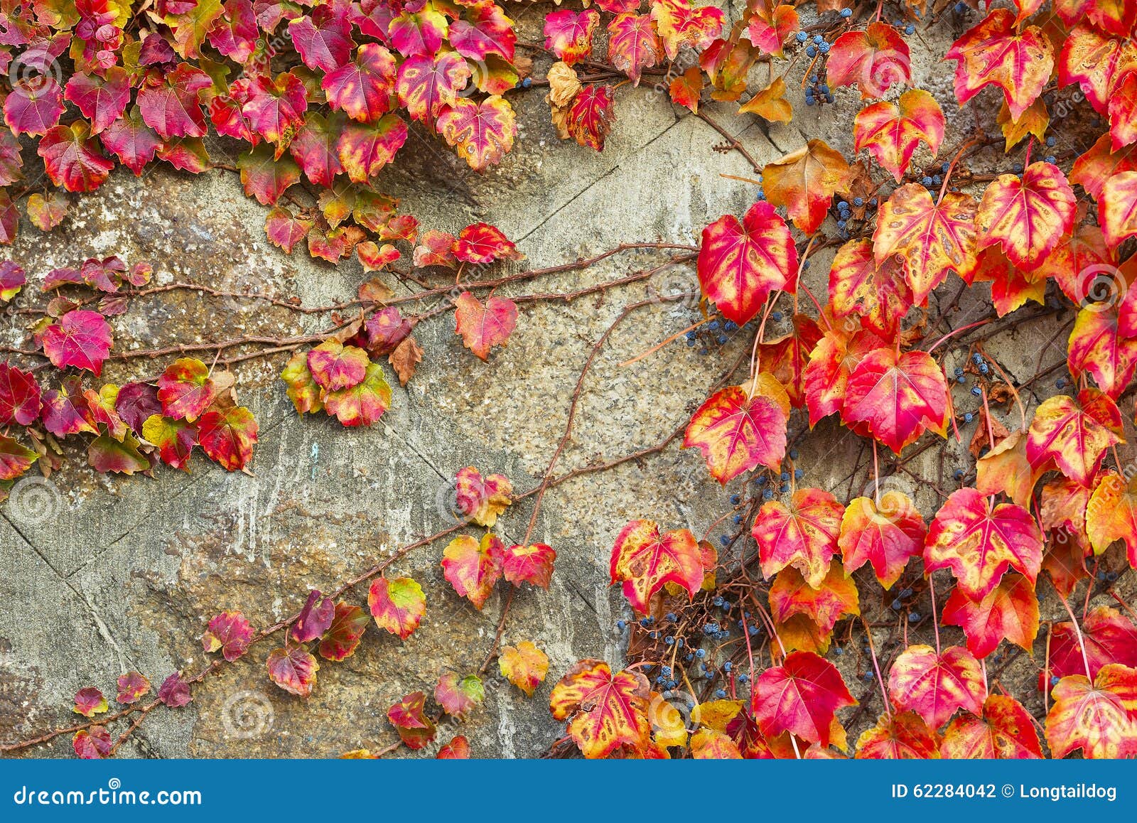 Red Grape Leaves of Virginia Creeper Stock Photo Image of leaf