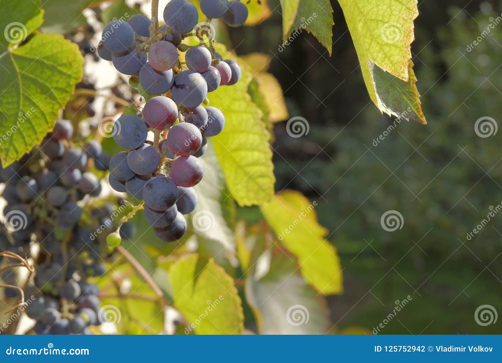 Red grape in the morning stock photo. Image of shiny 125752942