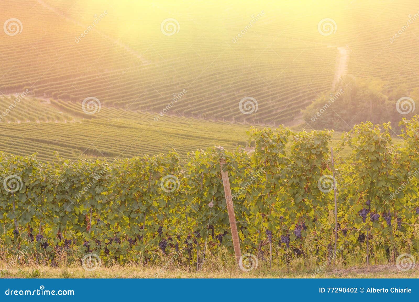 Red Grape in a Vineyard during Autumn - Sunset Stock Photo - Image of ...